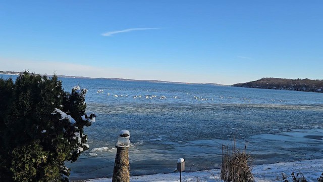 Küçük Kuğu - ML646451335