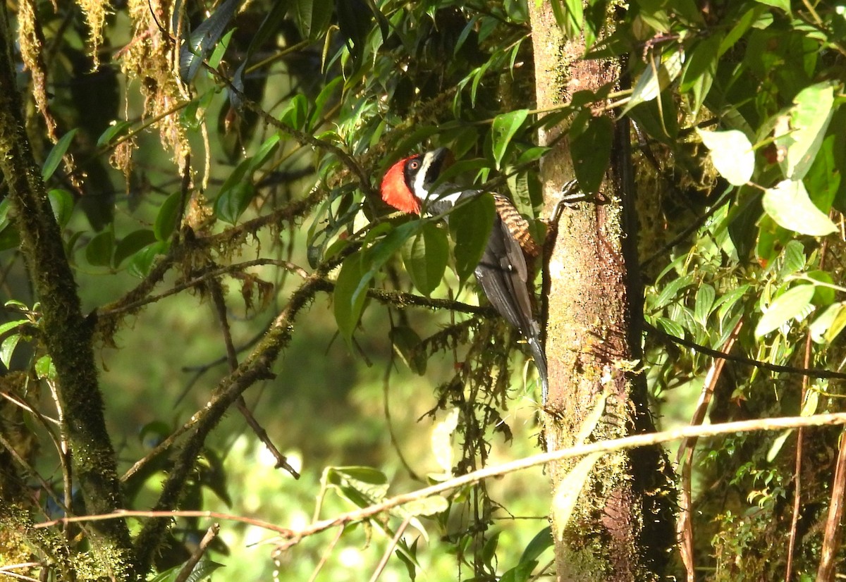 Powerful Woodpecker - ML646451343