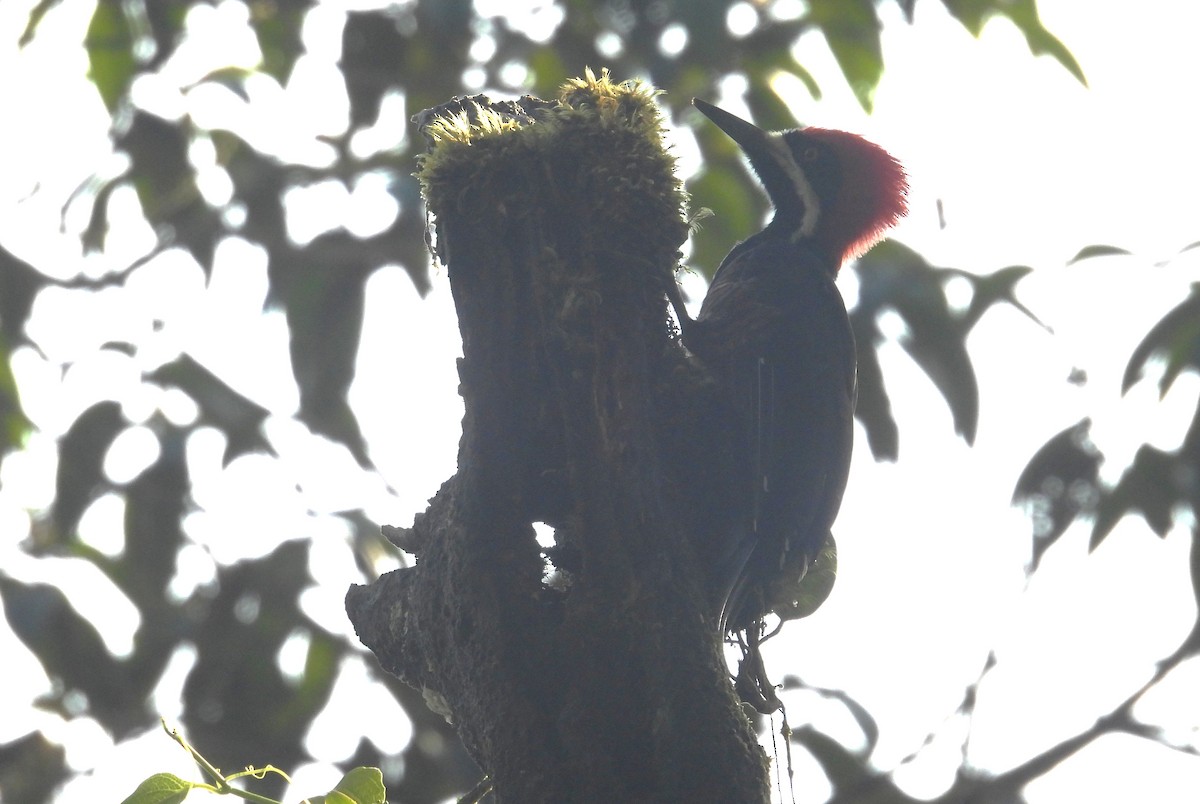 Powerful Woodpecker - ML646451347