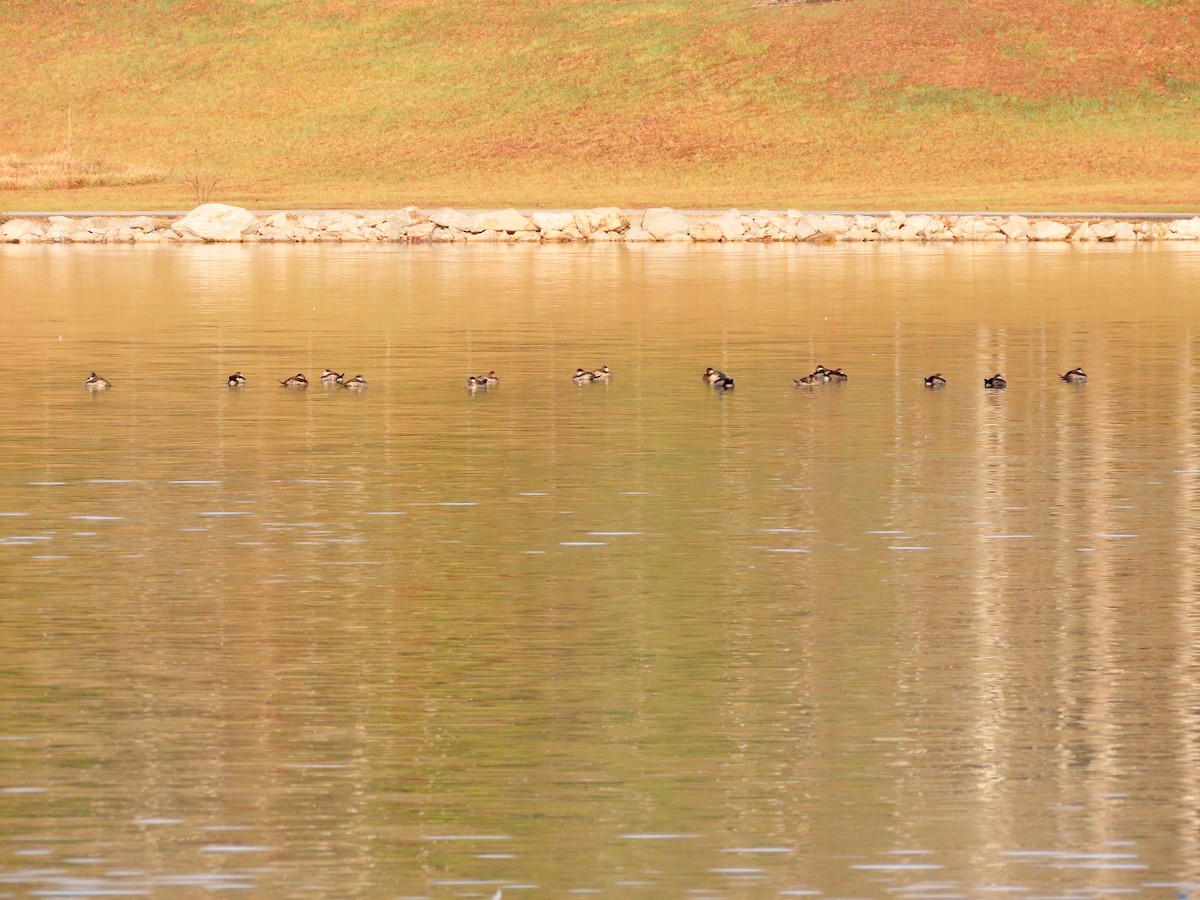Ruddy Duck - ML646451348