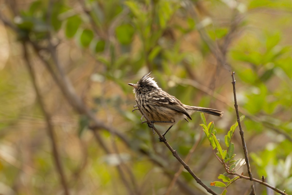 Торілон рогатий - ML646451349