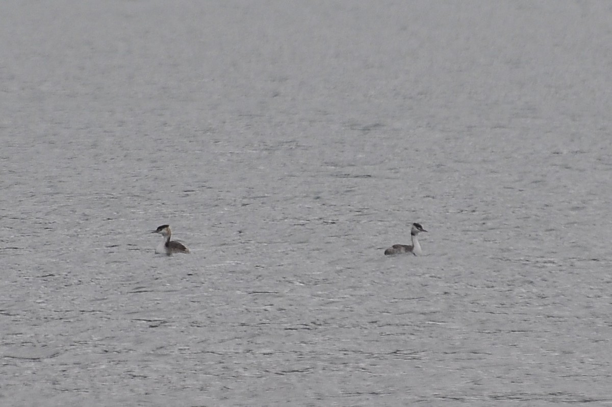טבלן מצויץ - ML646451359