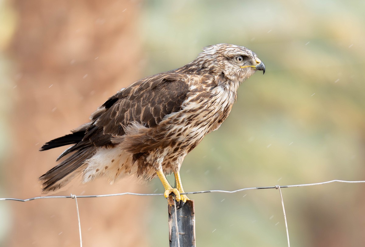 Mäusebussard - ML646451363