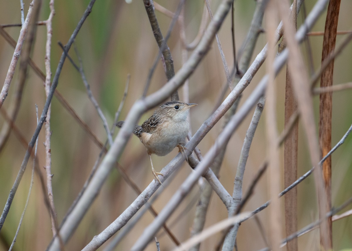 Sedge Wren - ML646451365