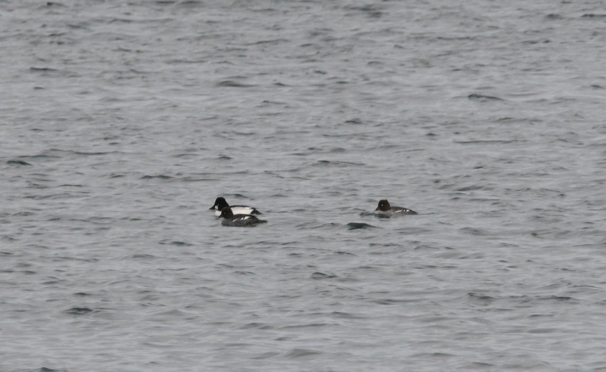 hohol severní - ML646451366