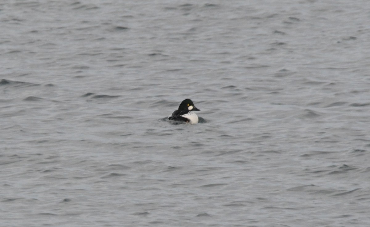 hohol severní - ML646451367