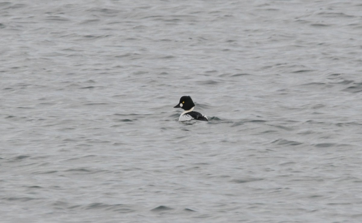 hohol severní - ML646451368