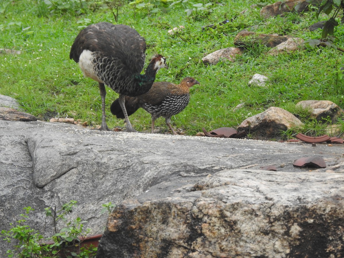 Coq de Sonnerat - ML646451373