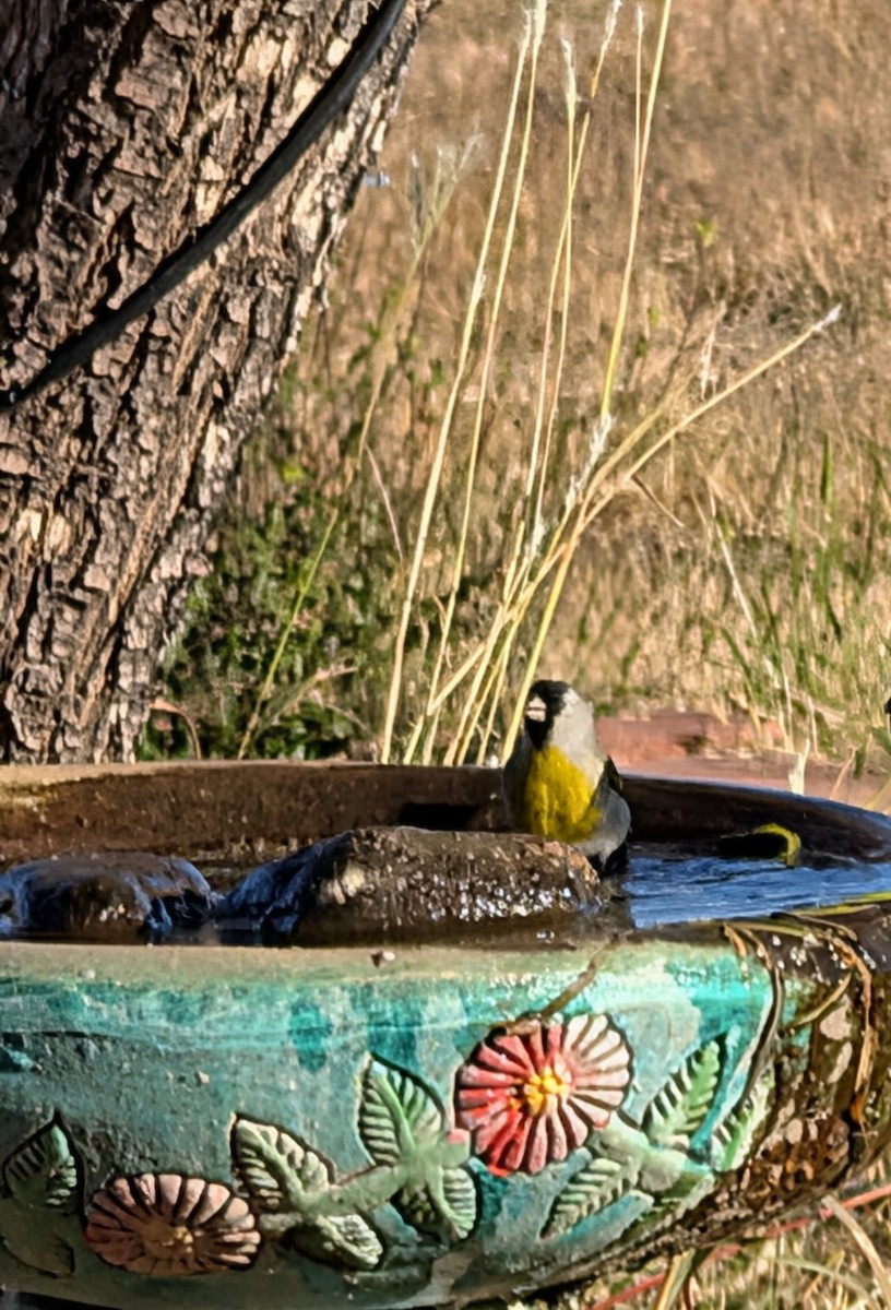 カオグロキンヒワ - ML646451374