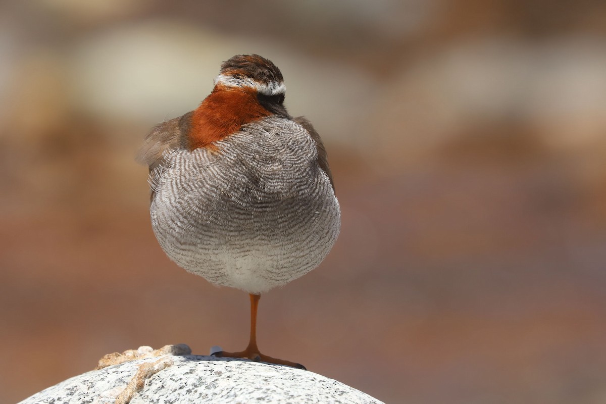 ハシナガチドリ - ML646451381