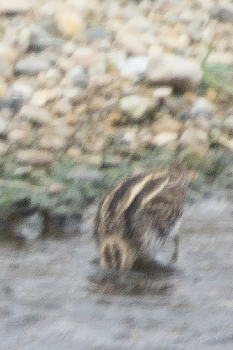 Wilson's Snipe - ML646451392