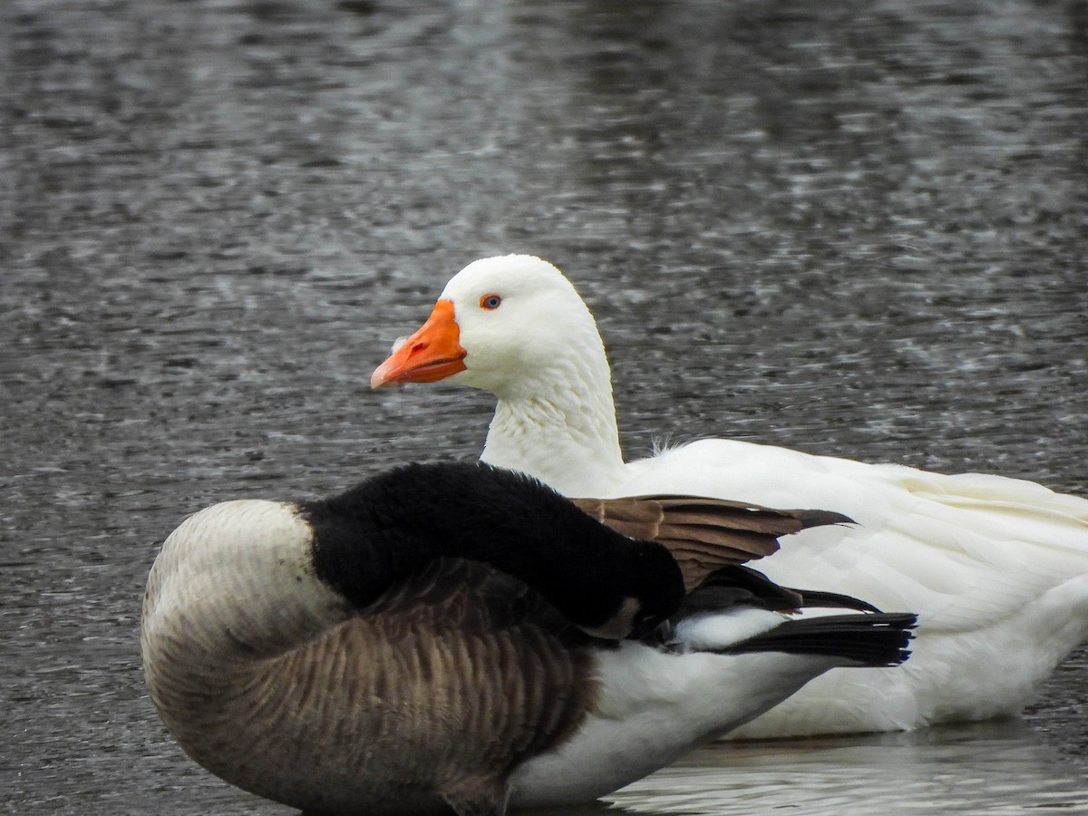 Graylag Goose (Domestic type) - ML646451395
