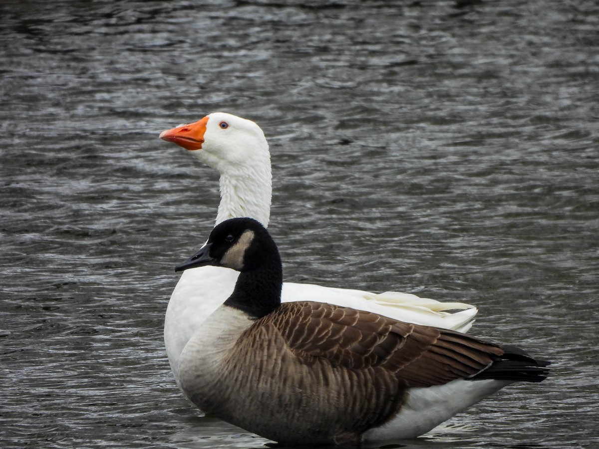 Canada Goose - ML646451396