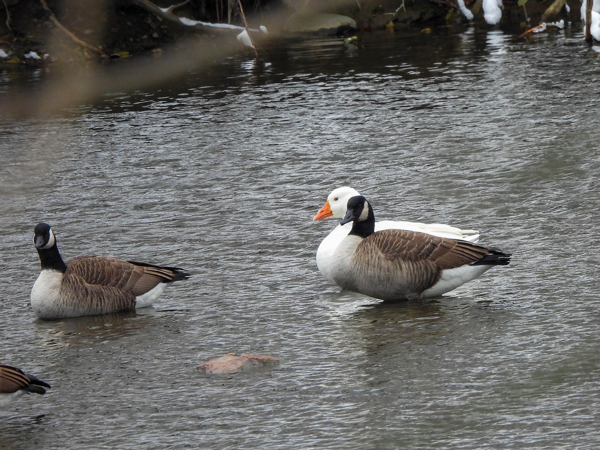 Graylag Goose (Domestic type) - ML646451397