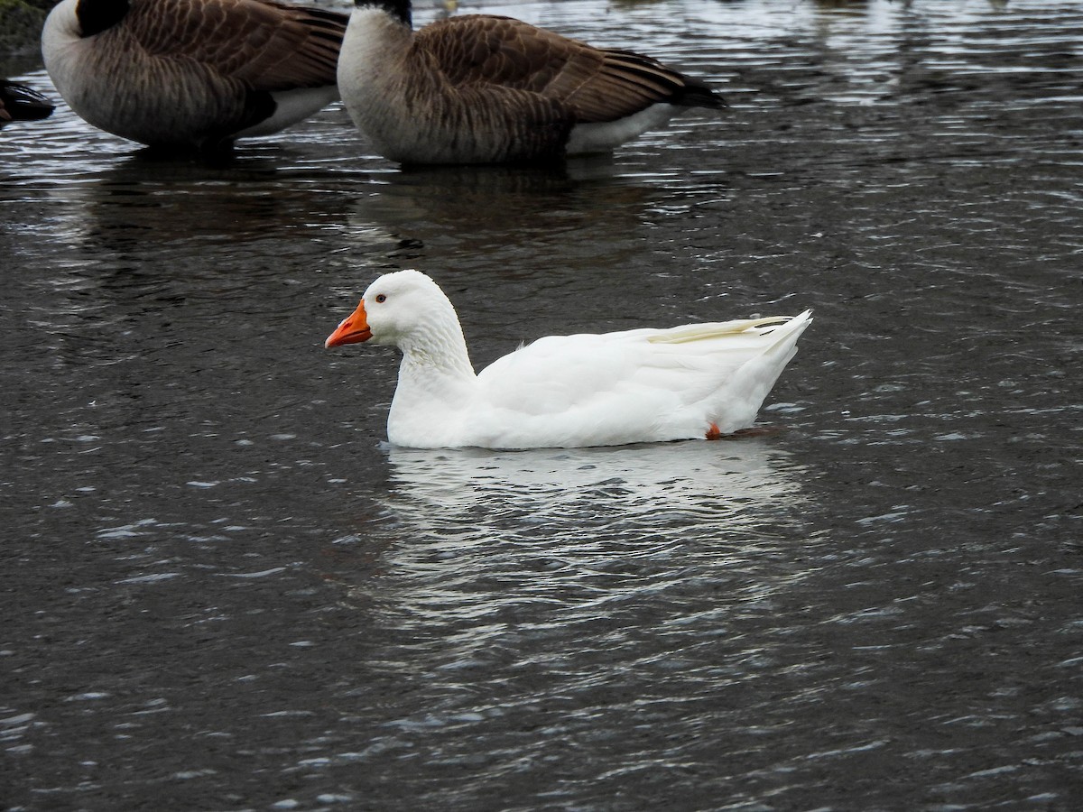 Graylag Goose (Domestic type) - ML646451398