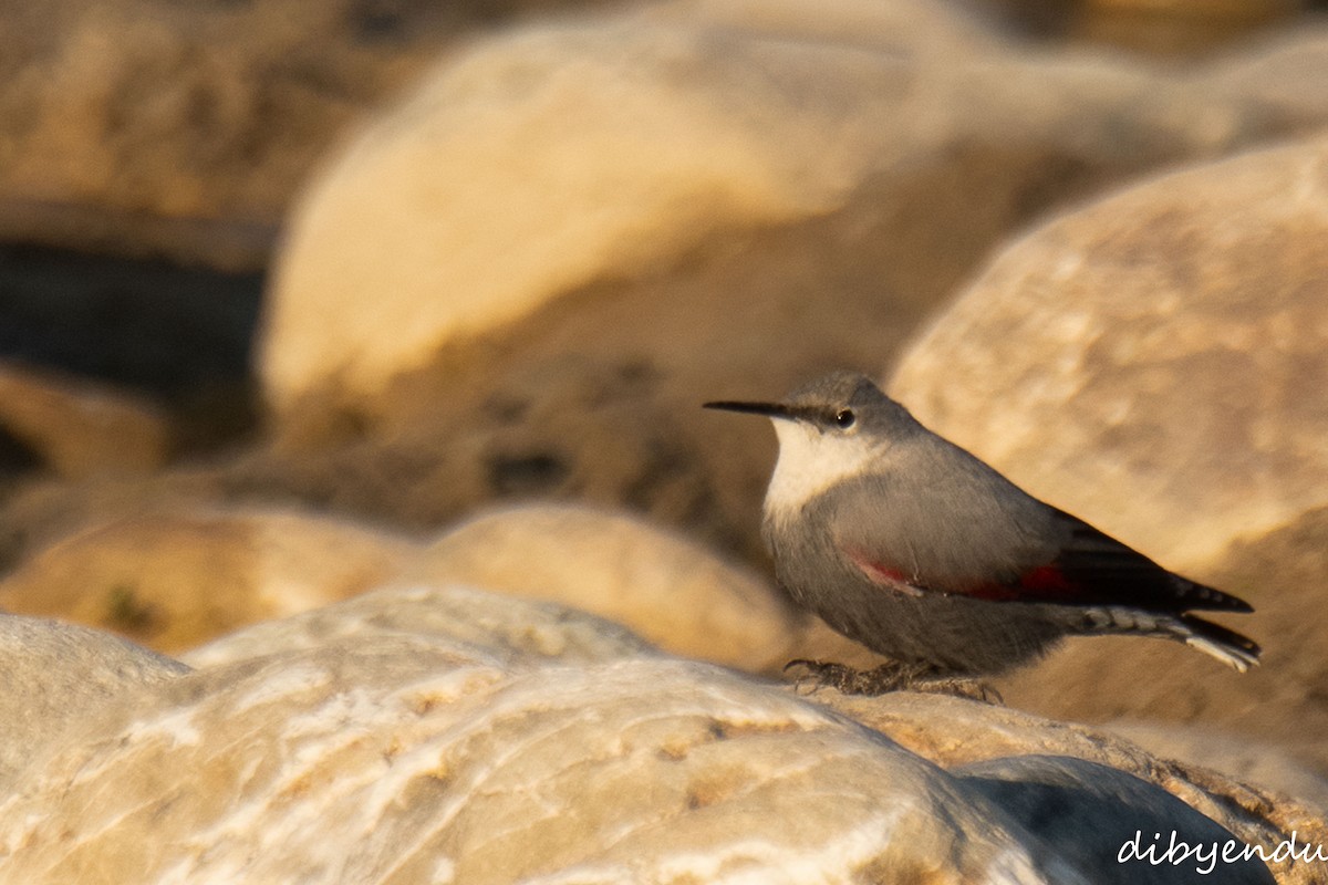 Wallcreeper - ML646451411