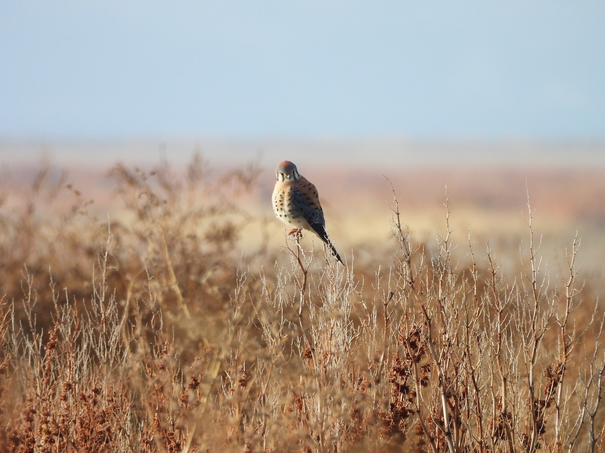 Воробьиная пустельга - ML646451415