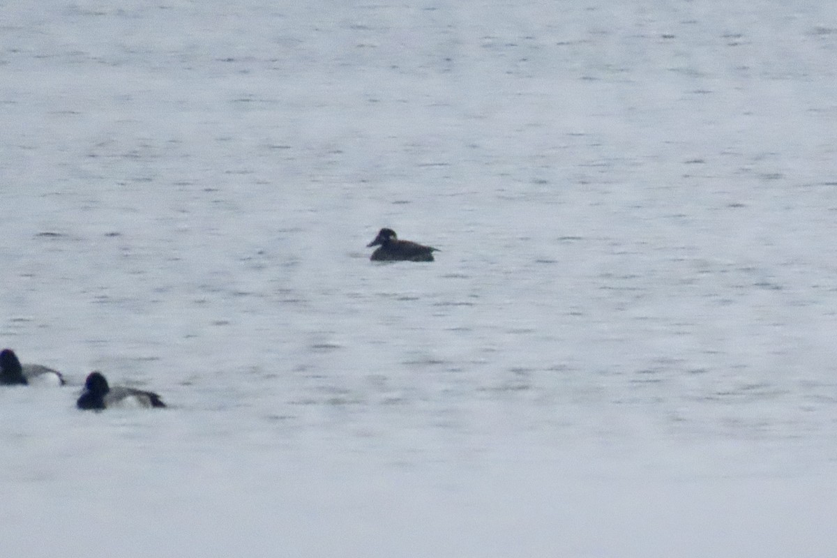 turpan pestrozobý - ML646451416