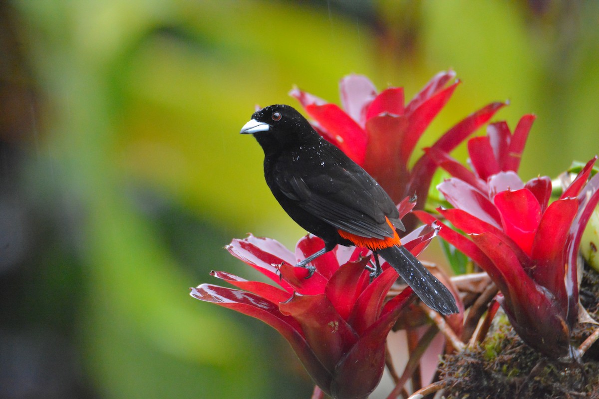 Scarlet-rumped Tanager - ML646451420