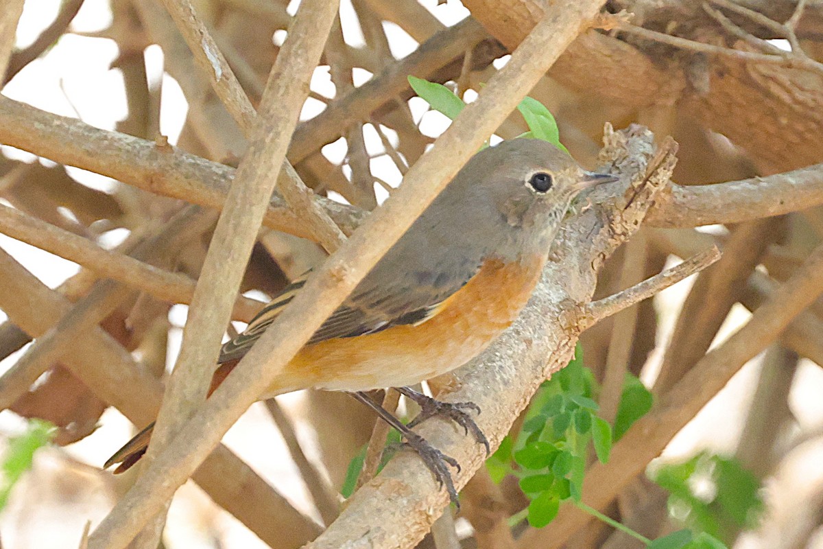 rehek zahradní - ML646451421