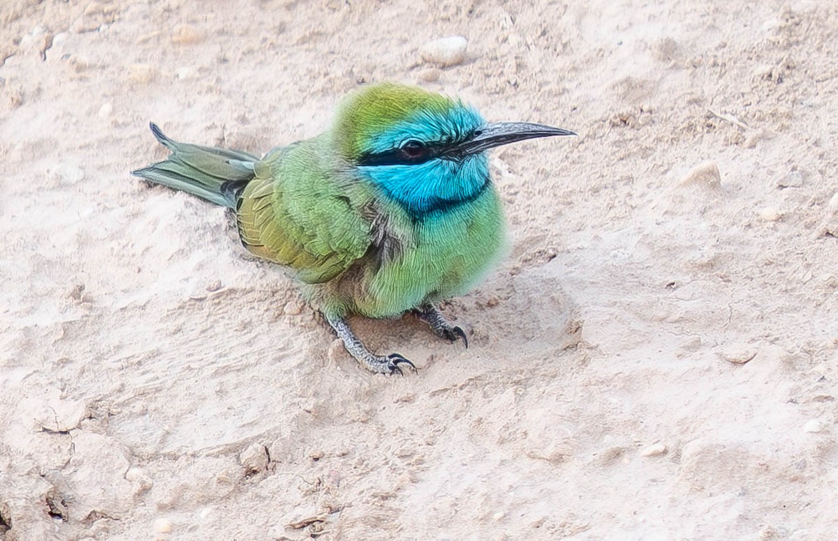 Blaukehl-Smaragdspint - ML646451424