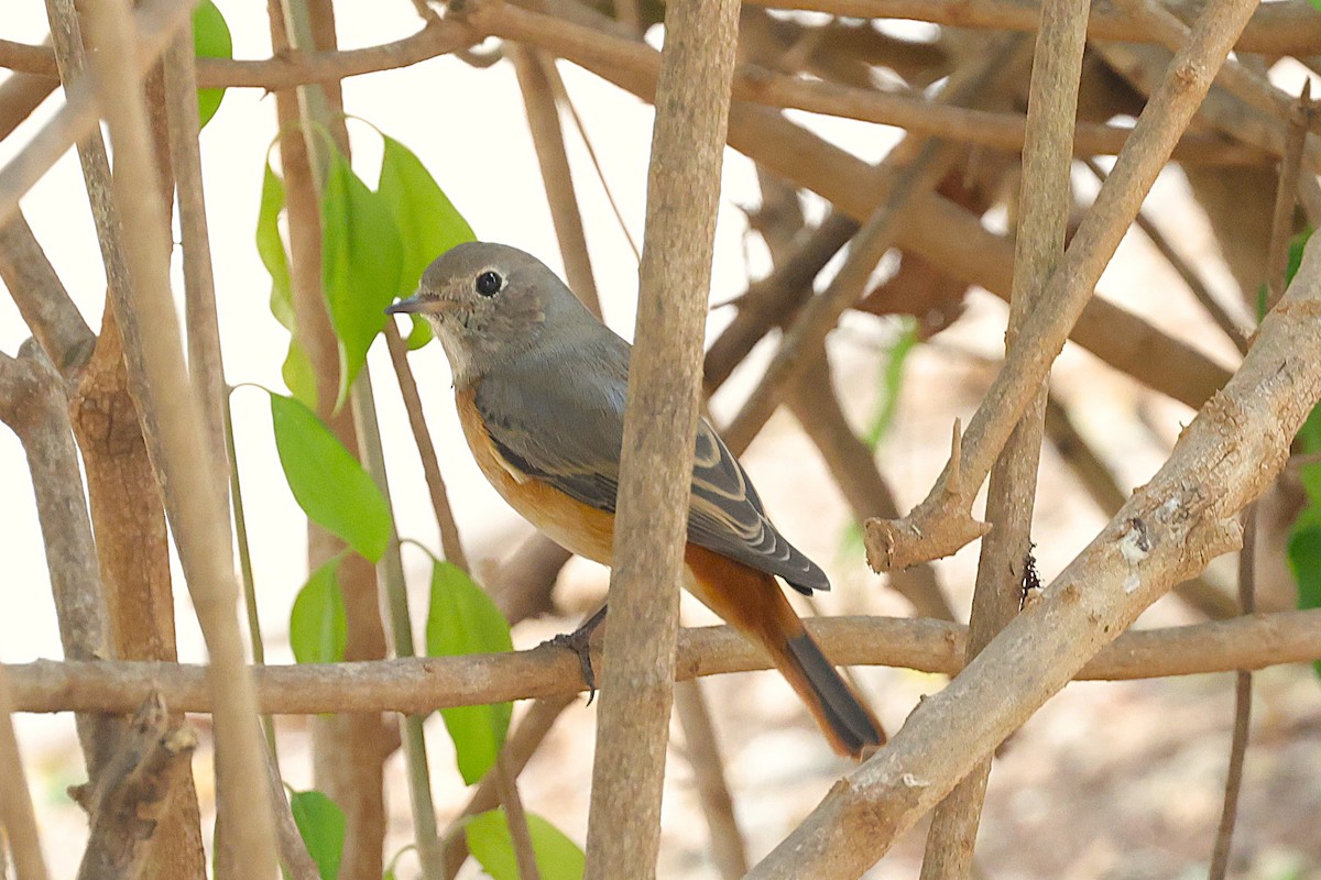 rehek zahradní - ML646451425