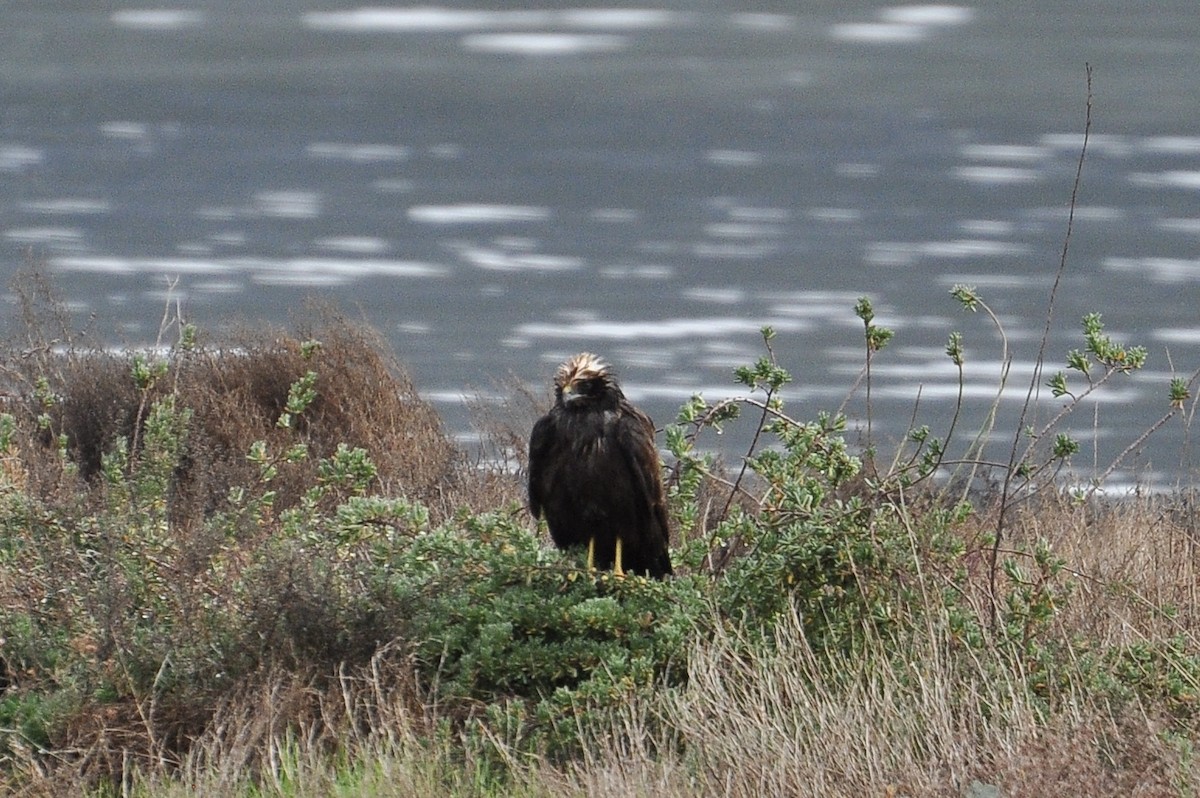 זרון סוף - ML646451426