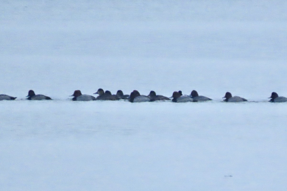 polák americký - ML646451427