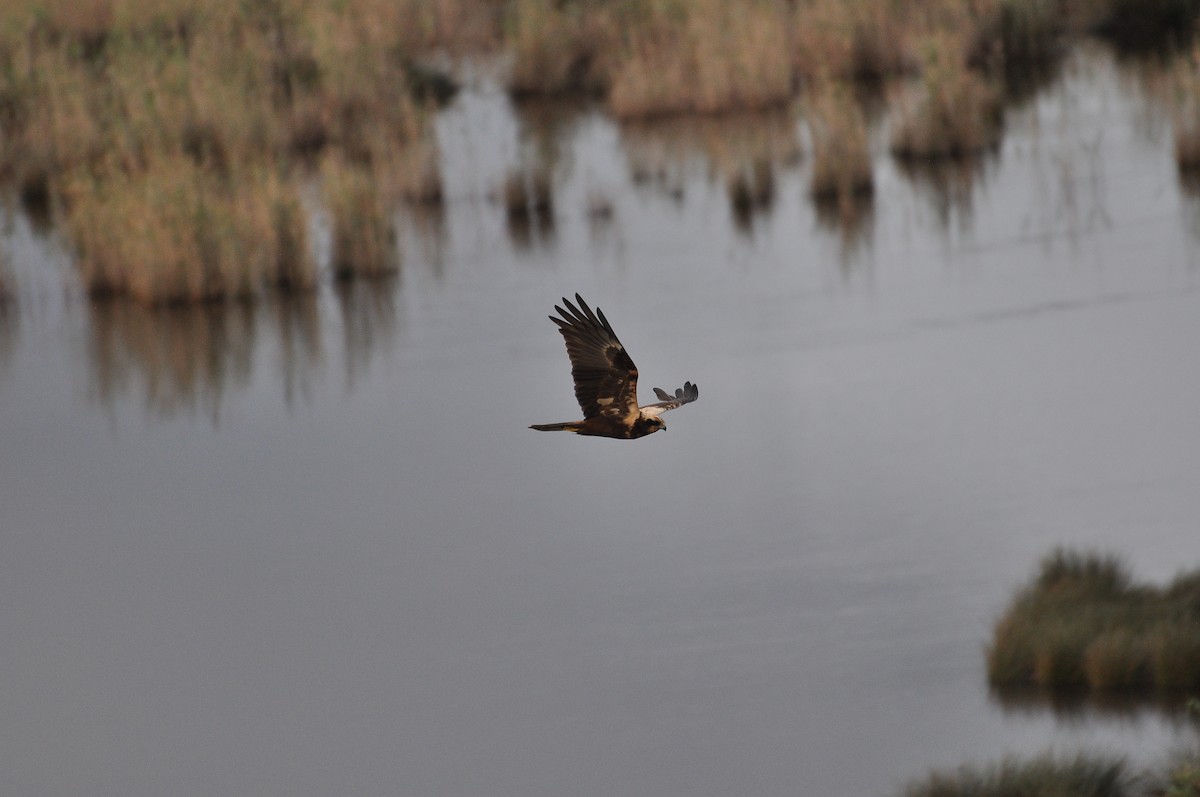 זרון סוף - ML646451429