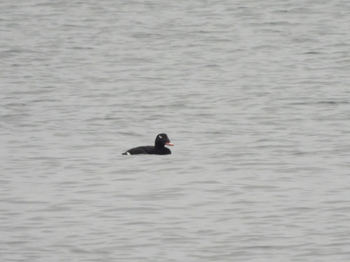 White-winged Scoter - ML646451445