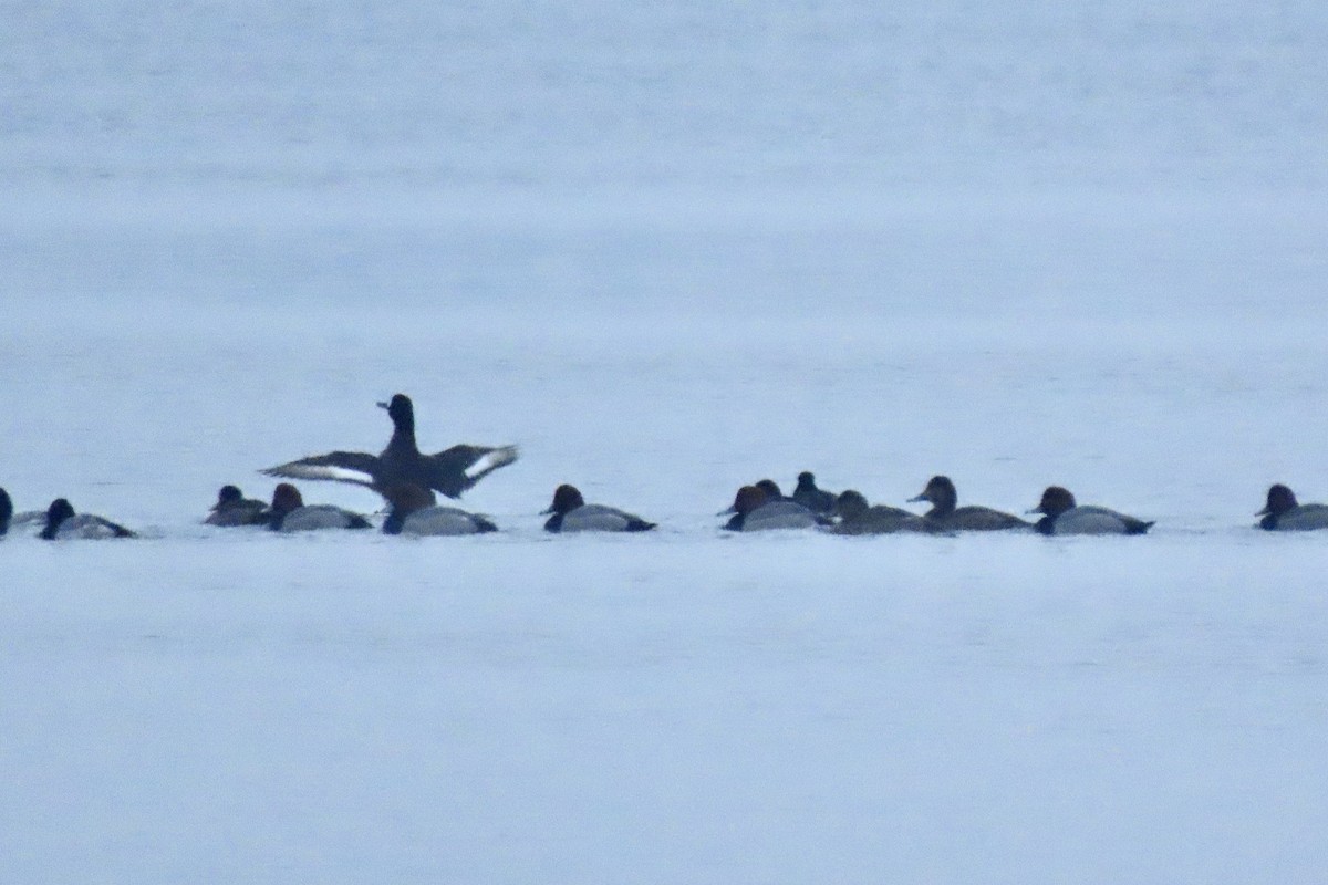 polák vlnkovaný - ML646451446