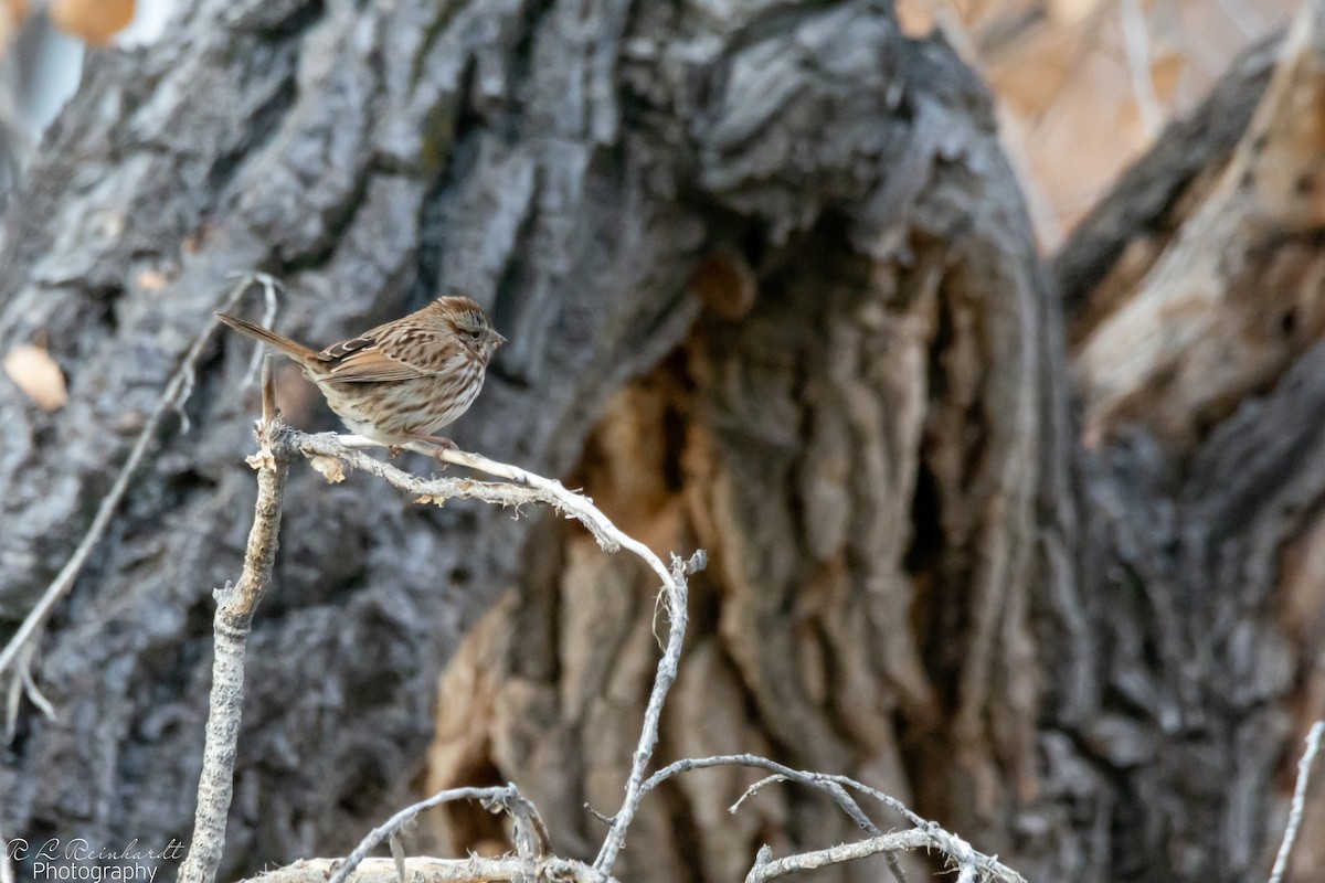 Song Sparrow - ML646451447