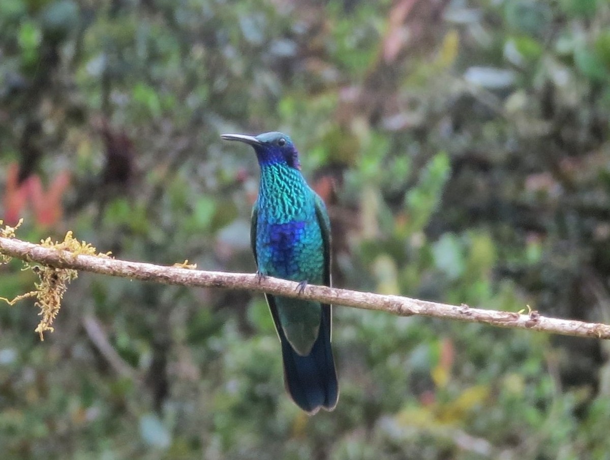 Sparkling Violetear - ML646451453