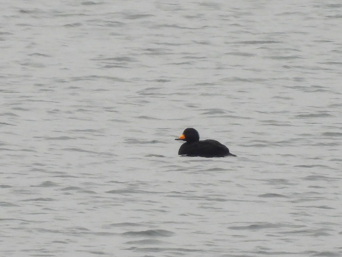 Black Scoter - ML646451454