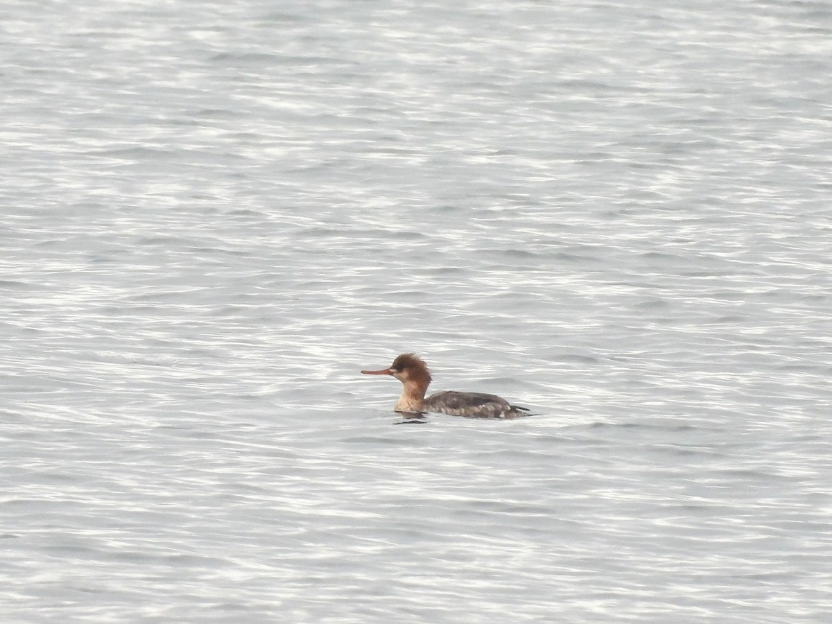 Сэвгэр бохио - ML646451460