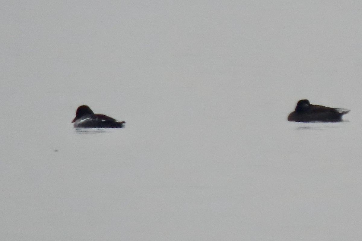 hohol severní - ML646451461