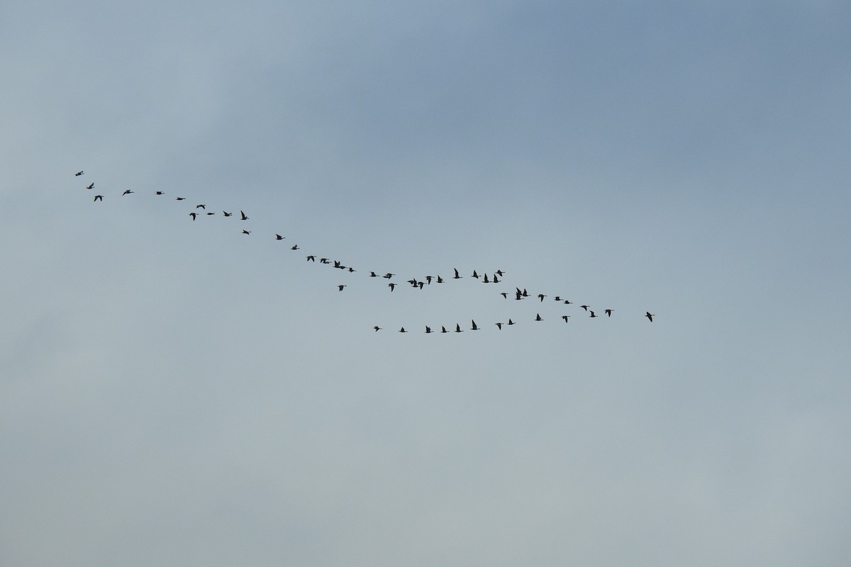 Pink-footed Goose - ML646451463