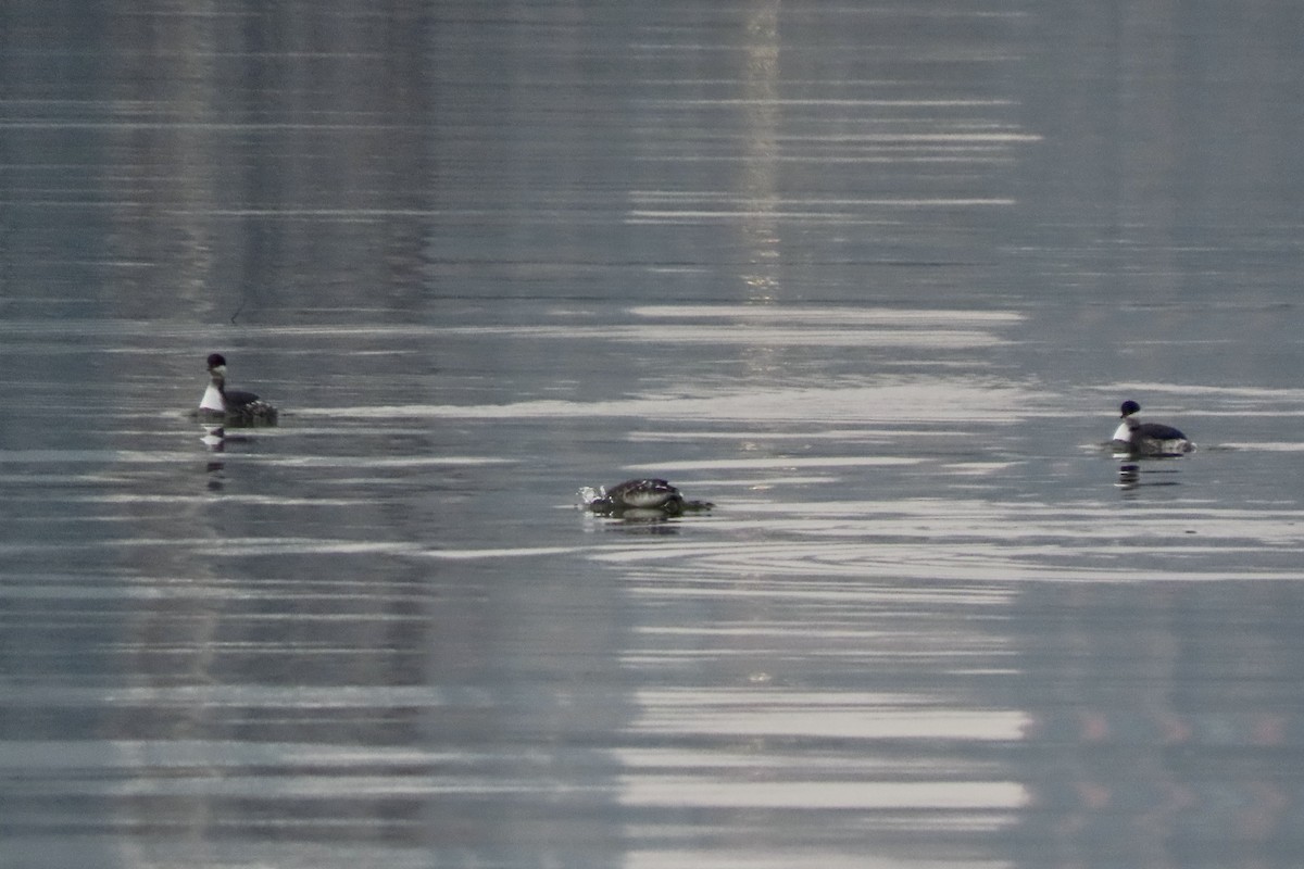 potápka žlutorohá - ML646451471