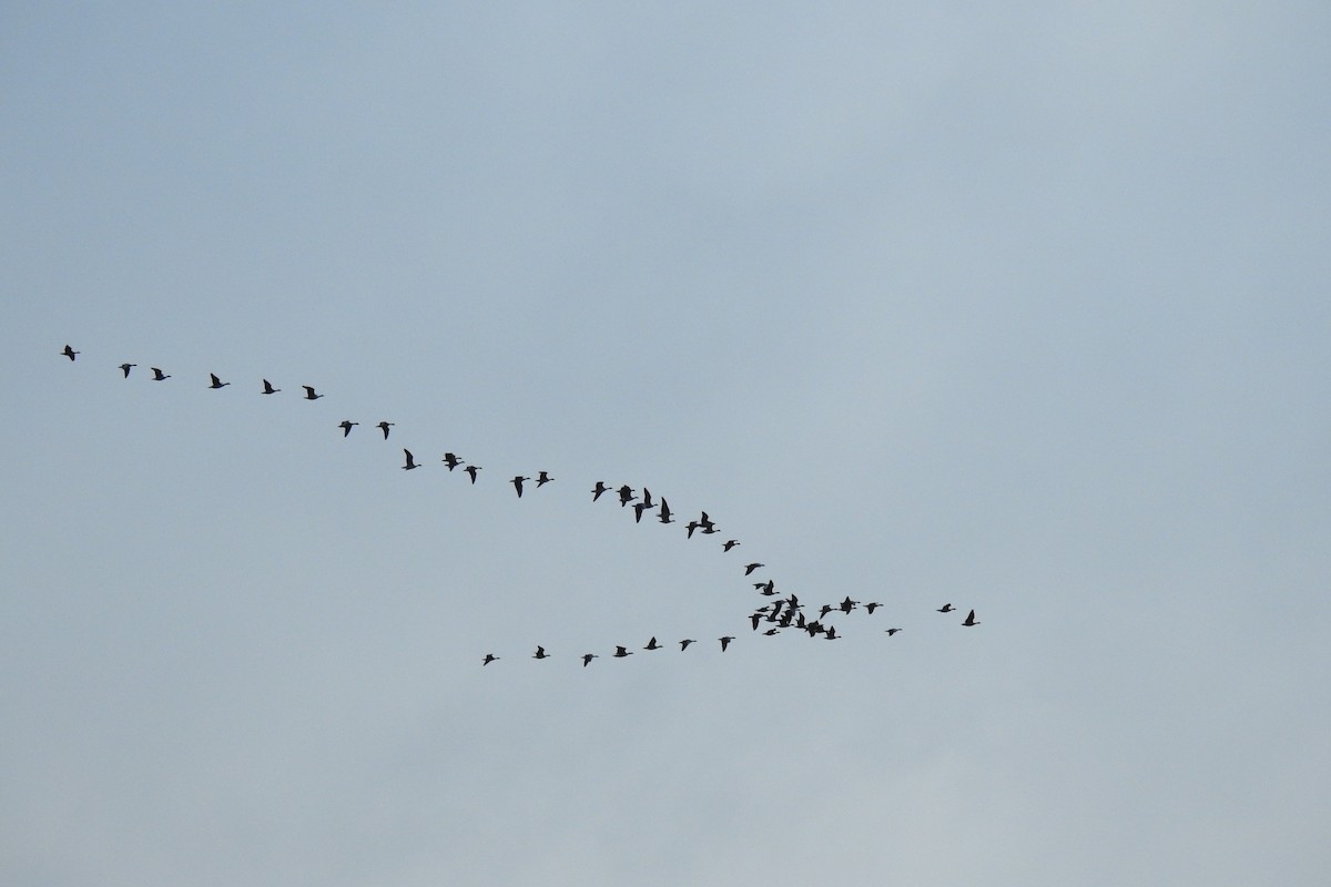 Pink-footed Goose - ML646451477