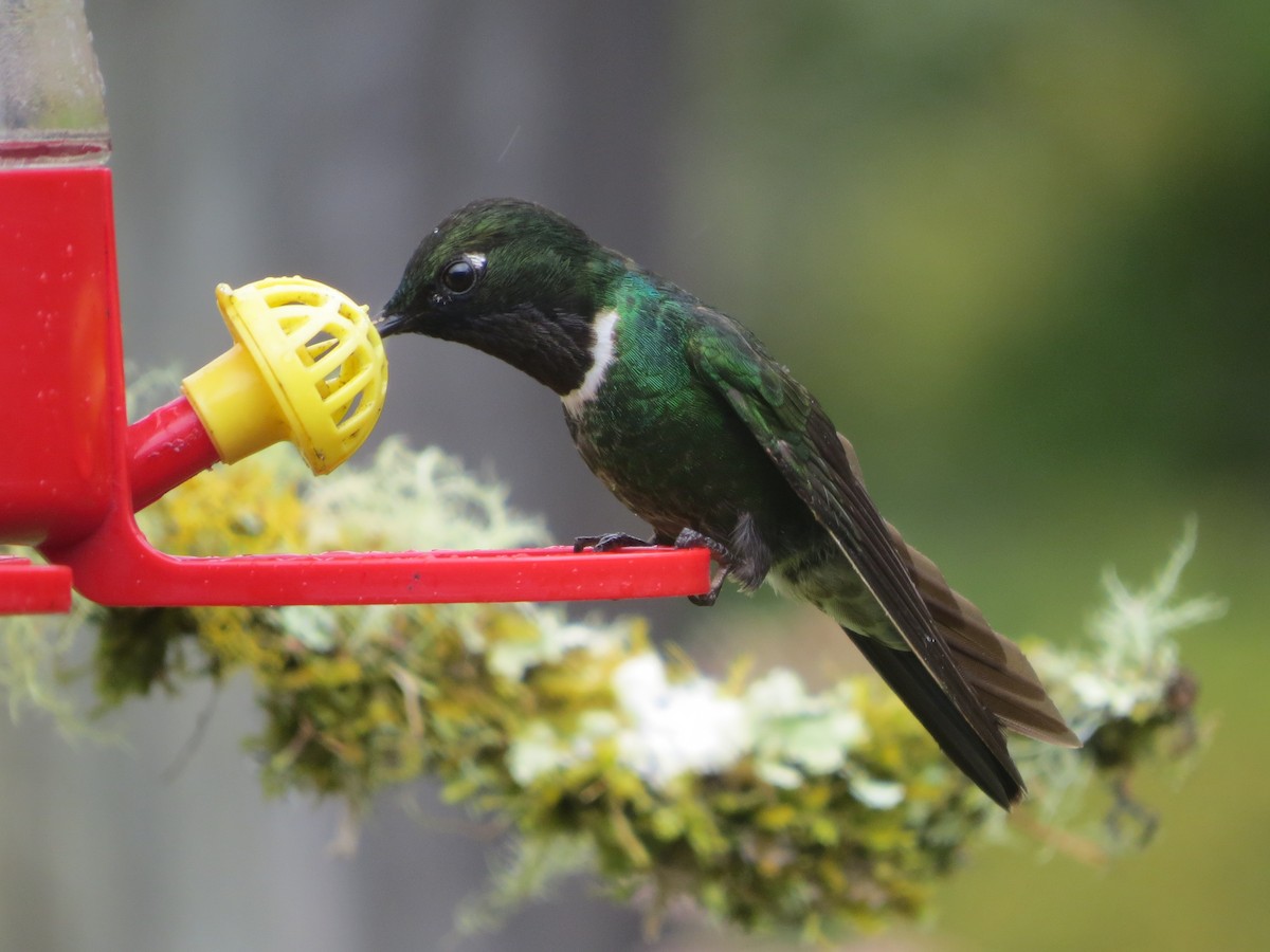 Longuemare's Sunangel - ML646451479