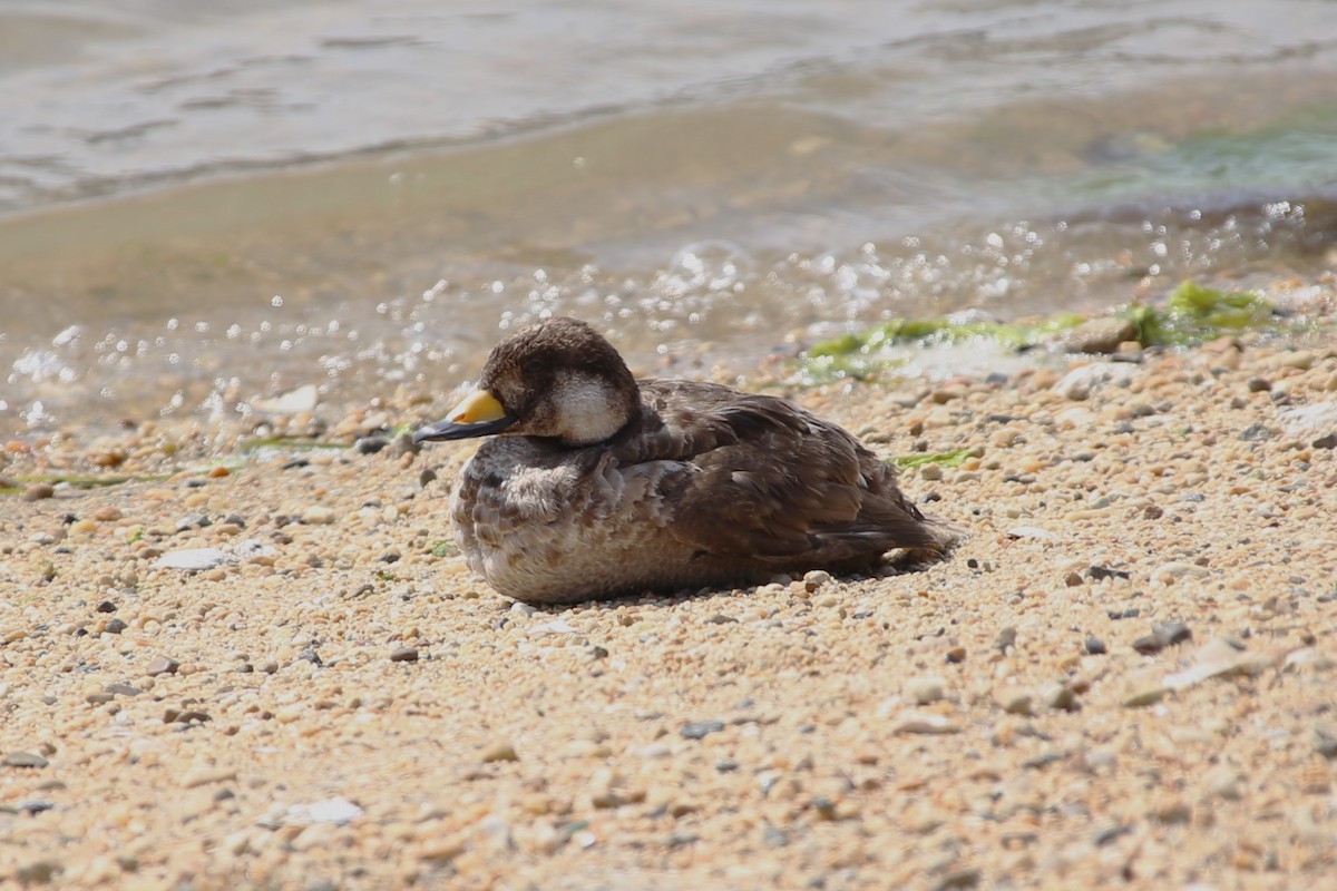 Black Scoter - ML646451480