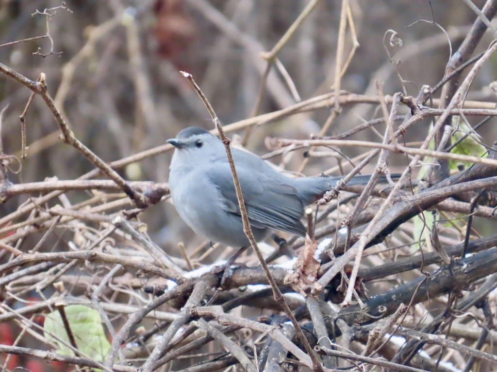 Gray Catbird - ML646451481