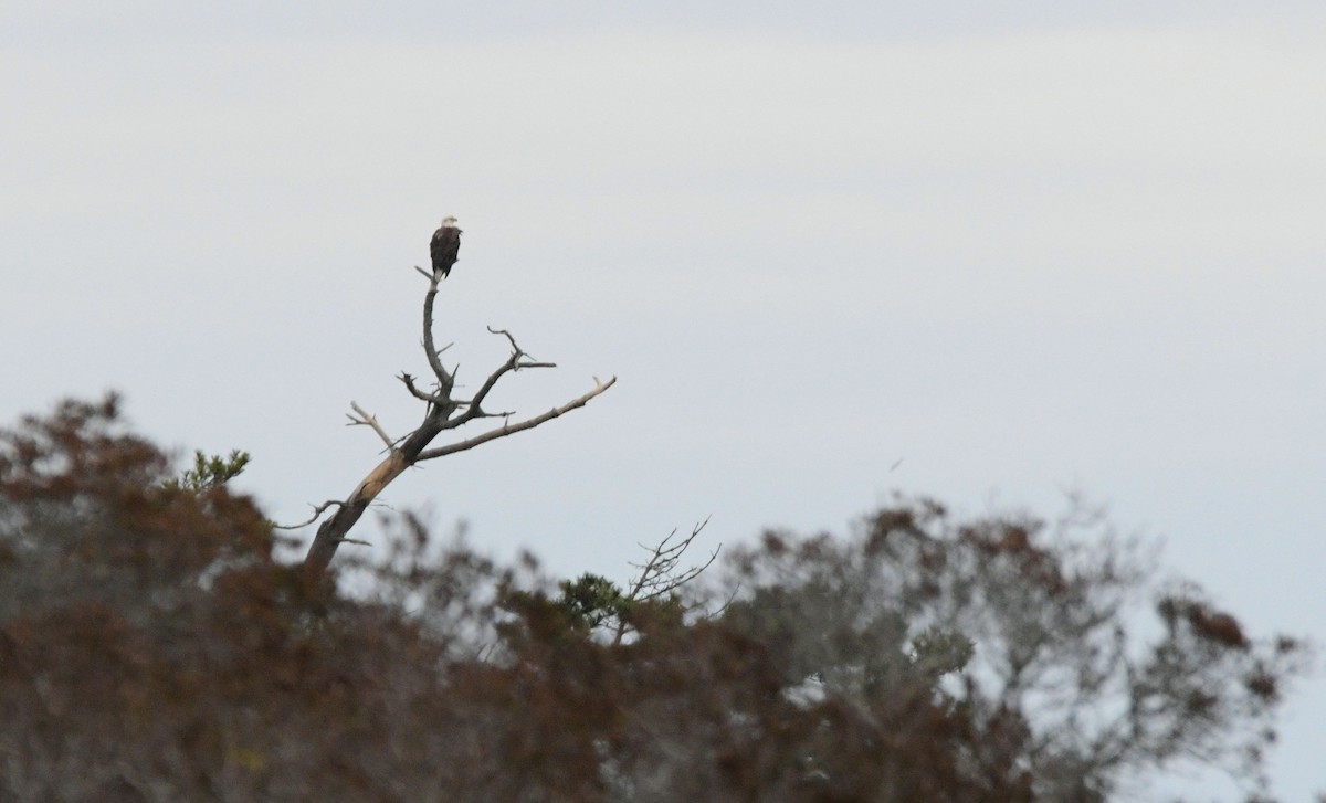 orel bělohlavý - ML646451487