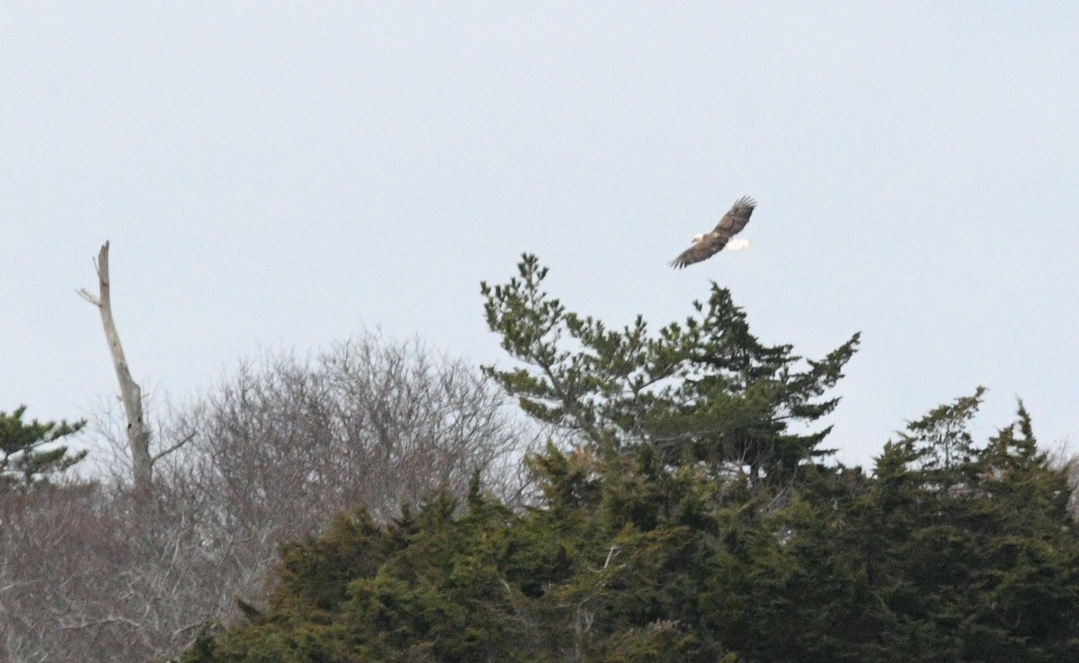 orel bělohlavý - ML646451488