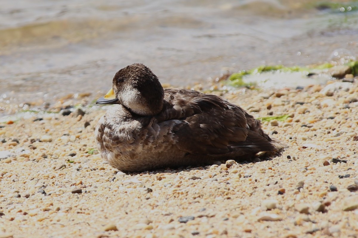 Black Scoter - ML646451489