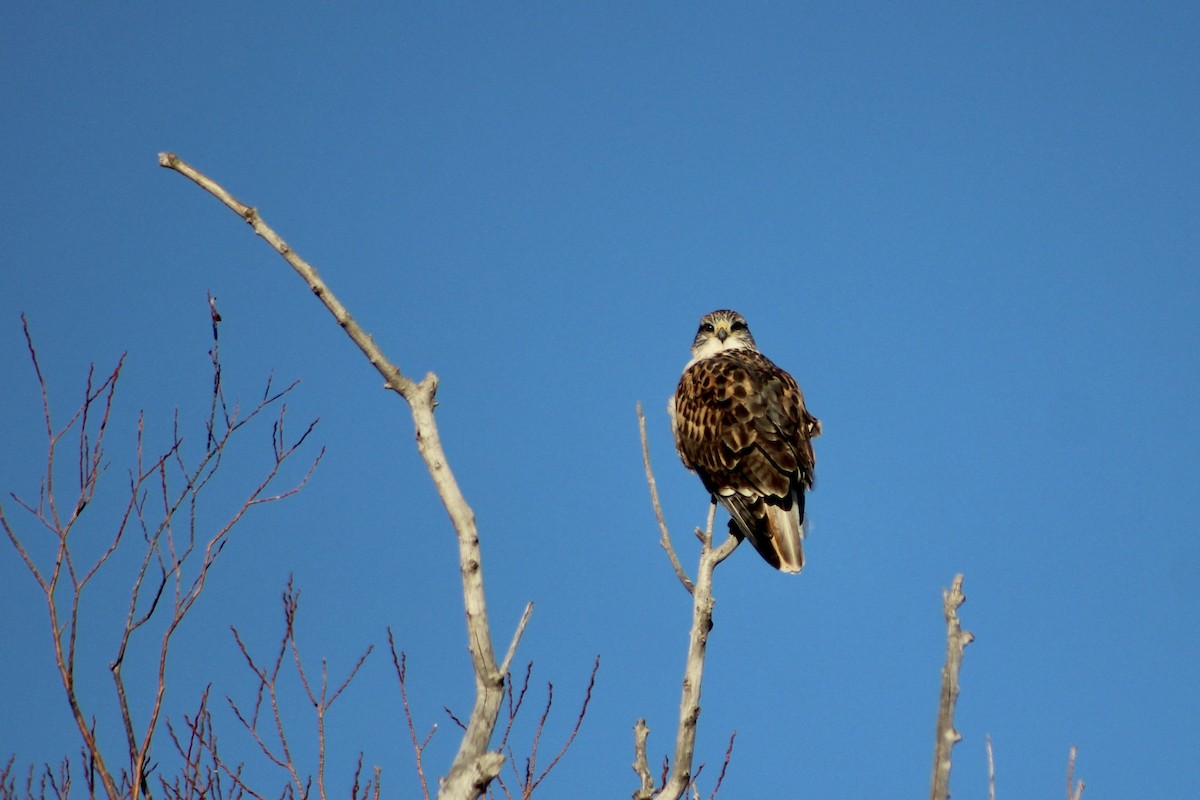 Ferruginous Hawk - ML646451492