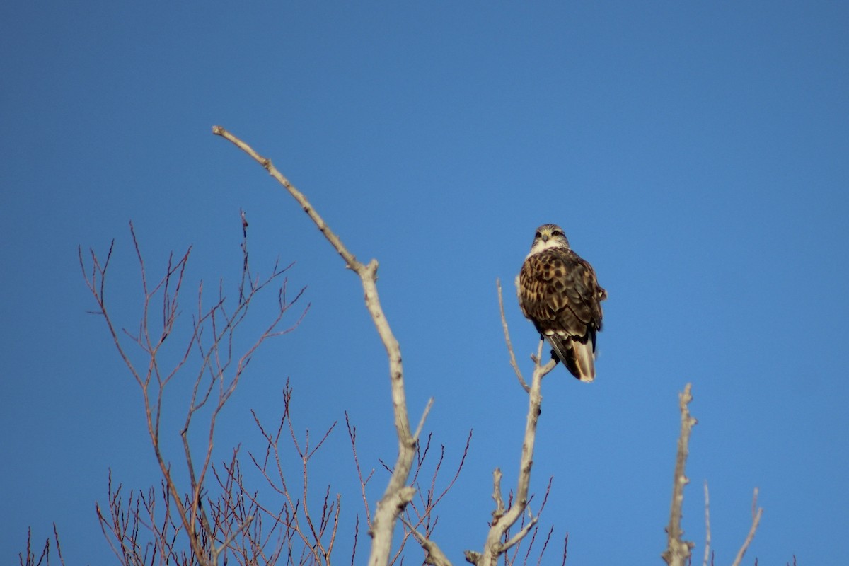 Ferruginous Hawk - ML646451493
