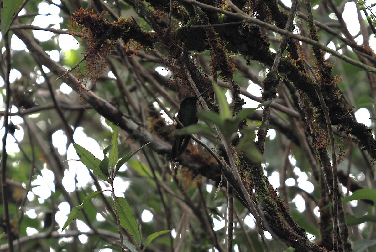 Buff-winged Starfrontlet - ML646451494