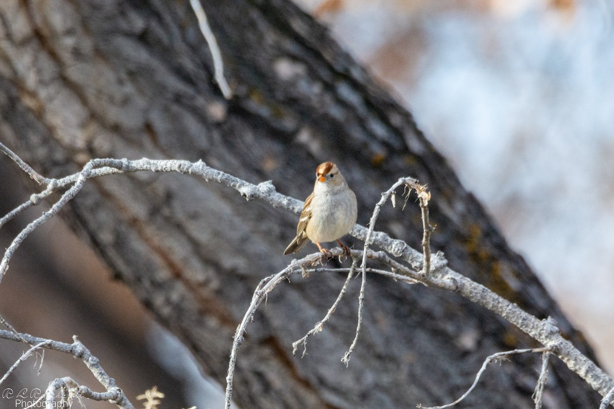 White-crowned Sparrow - ML646451500