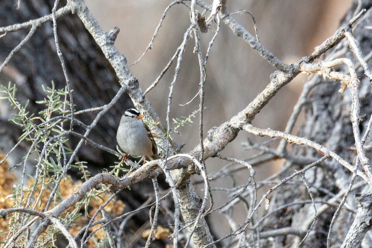 White-crowned Sparrow - ML646451501